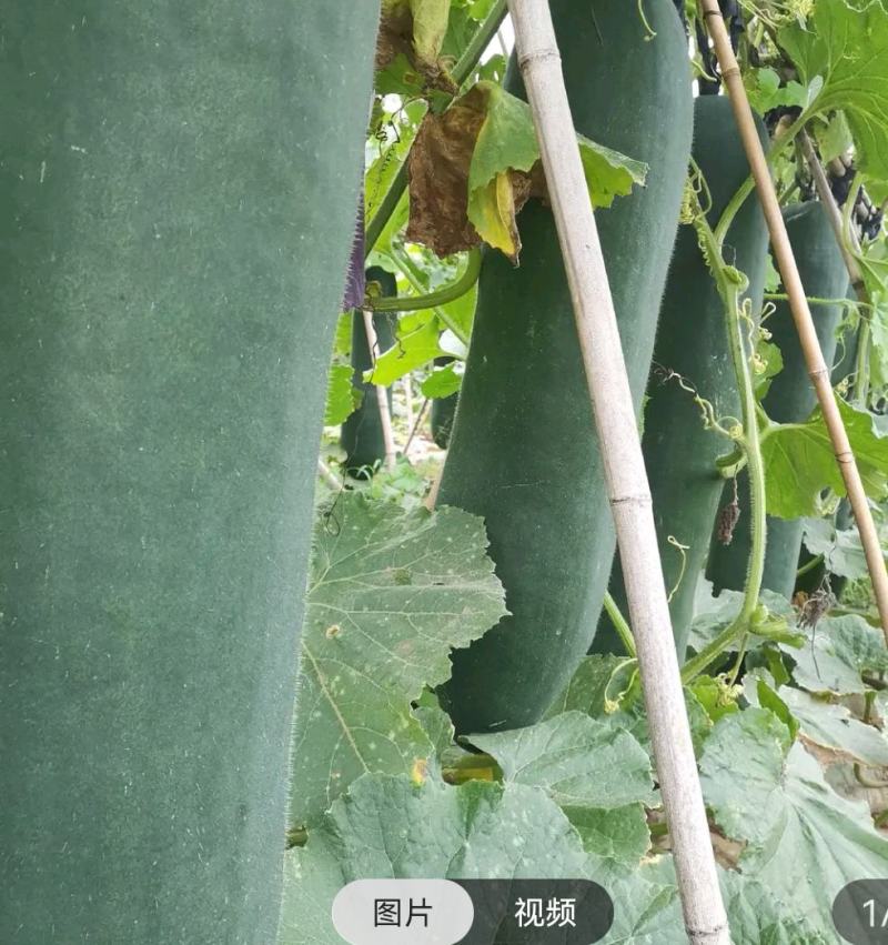 铁柱黑皮吊冬瓜