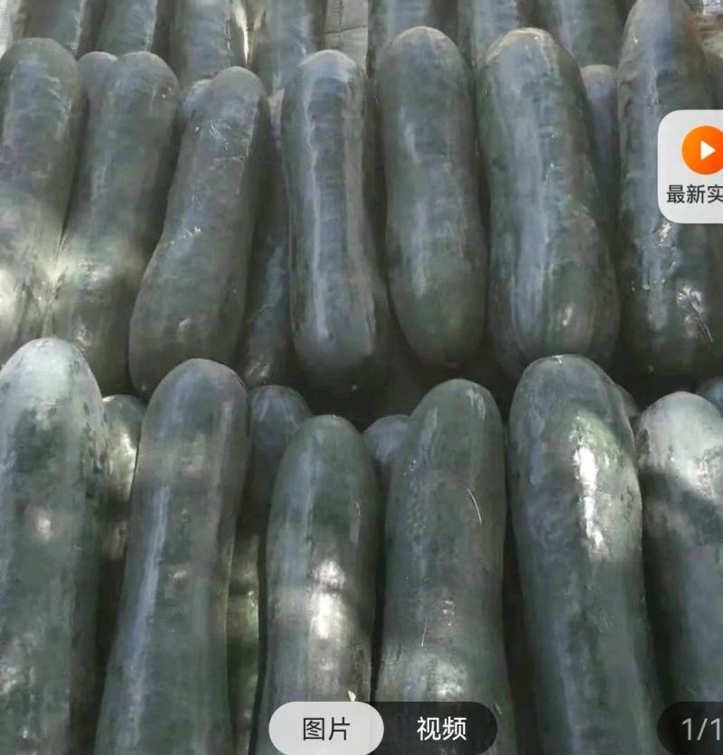 铁柱黑皮吊冬瓜