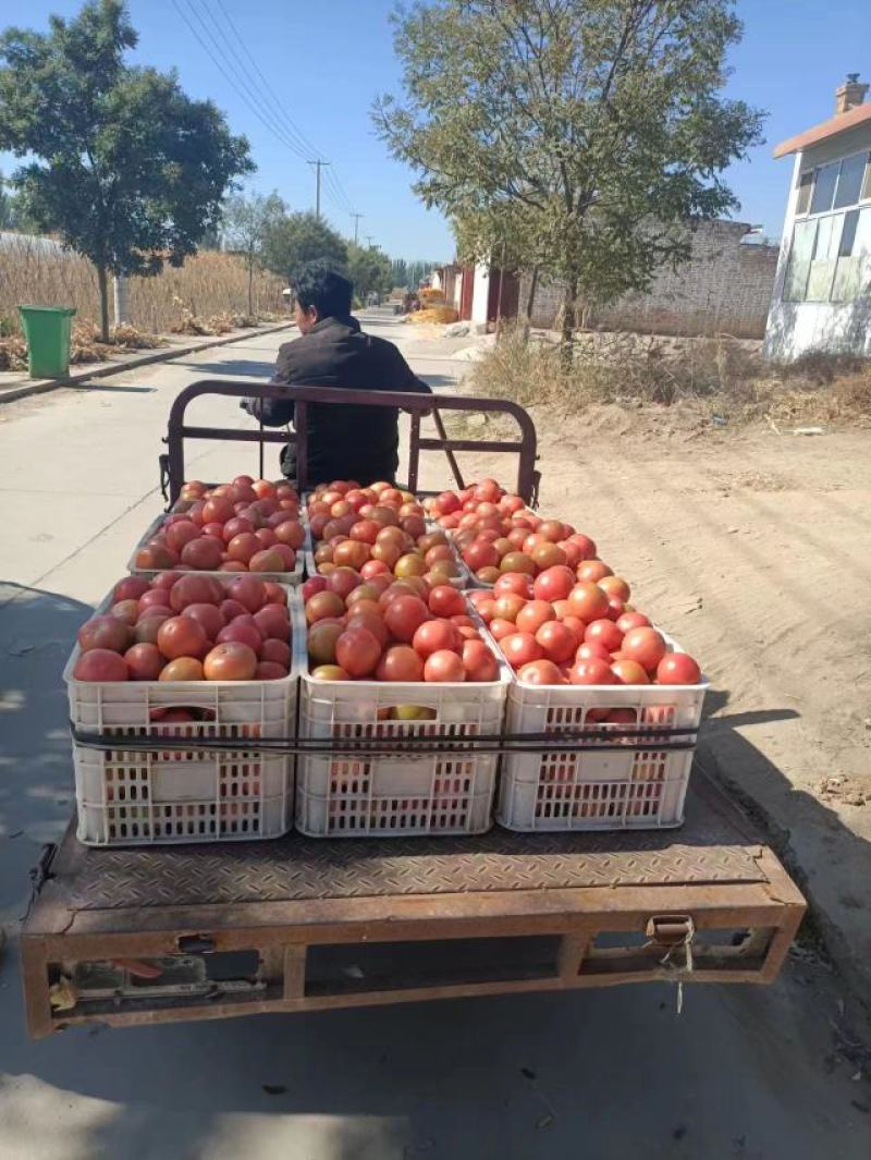 山西硬粉西红柿产地直发货源充足对接电商批发商
