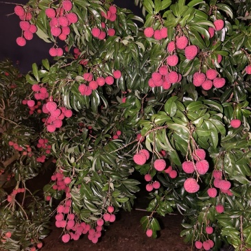 凤花荔枝