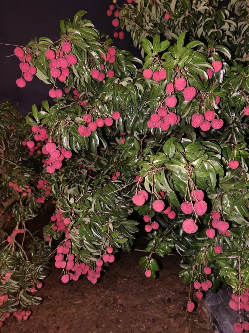 凤花荔枝