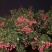 凤花荔枝