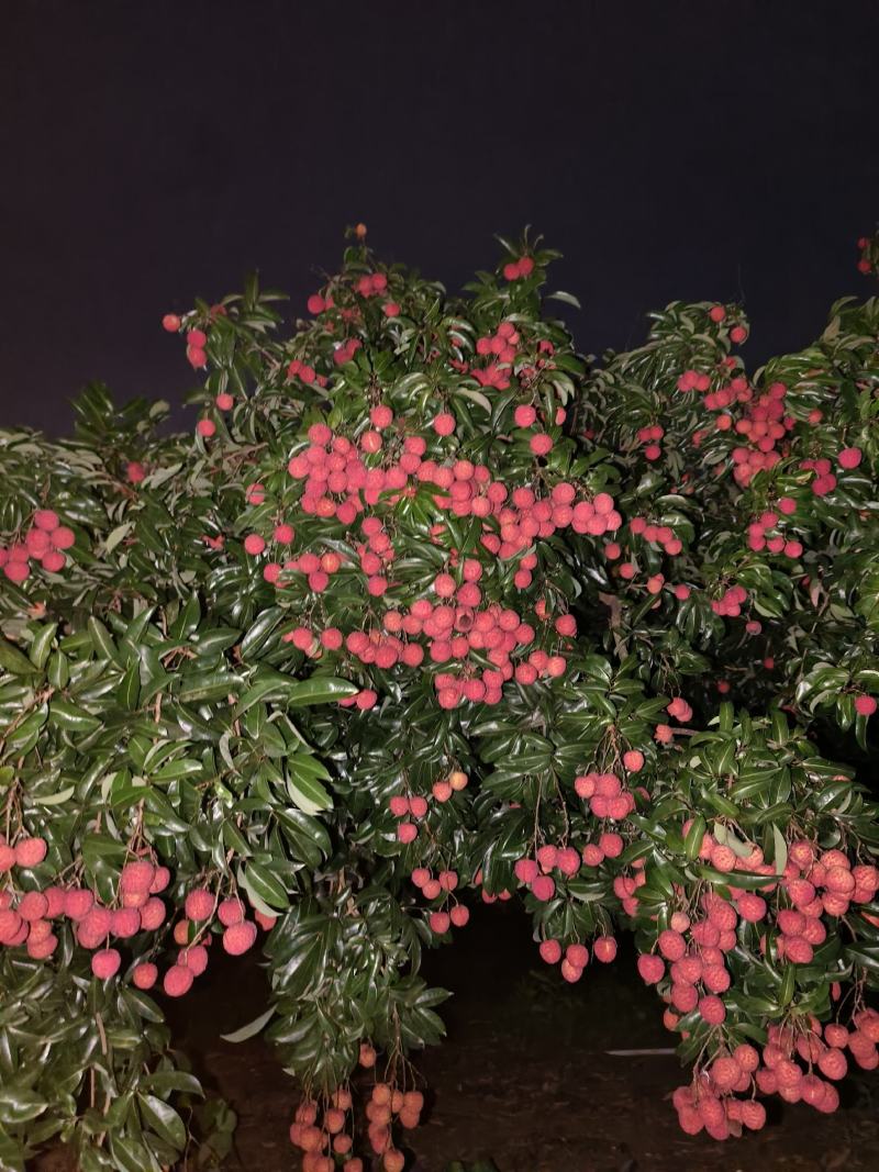 凤花荔枝