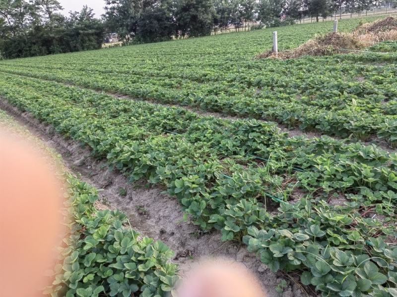 出售草莓苗品种有天仙醉，贵妃，妙香，奇缘，需要的老板可以