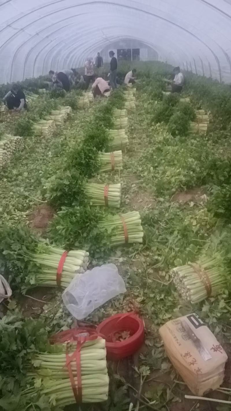 陕北蔬菜