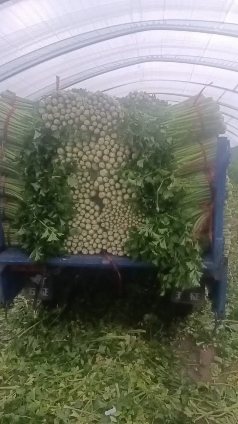 陕北蔬菜