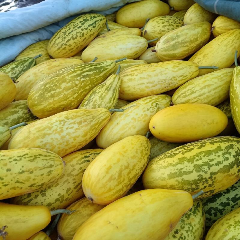 小流村甜瓜疏菜基地