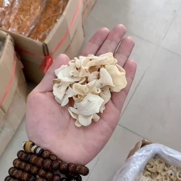 白玉木耳产地直销批发玉木耳干货小碗耳白木耳土特产白玉耳