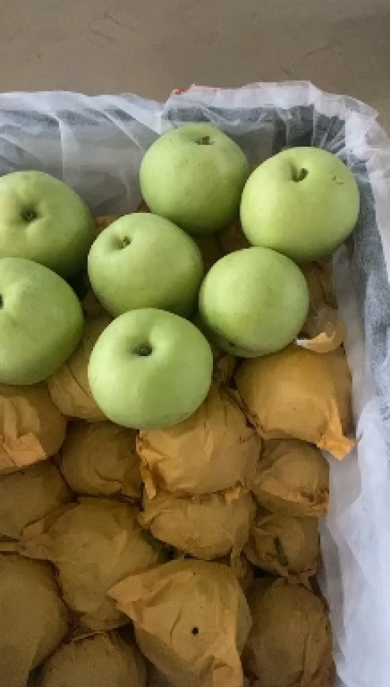 山东早熟梨绿宝石梨和白宝石梨，脆甜多汁，可视频看货