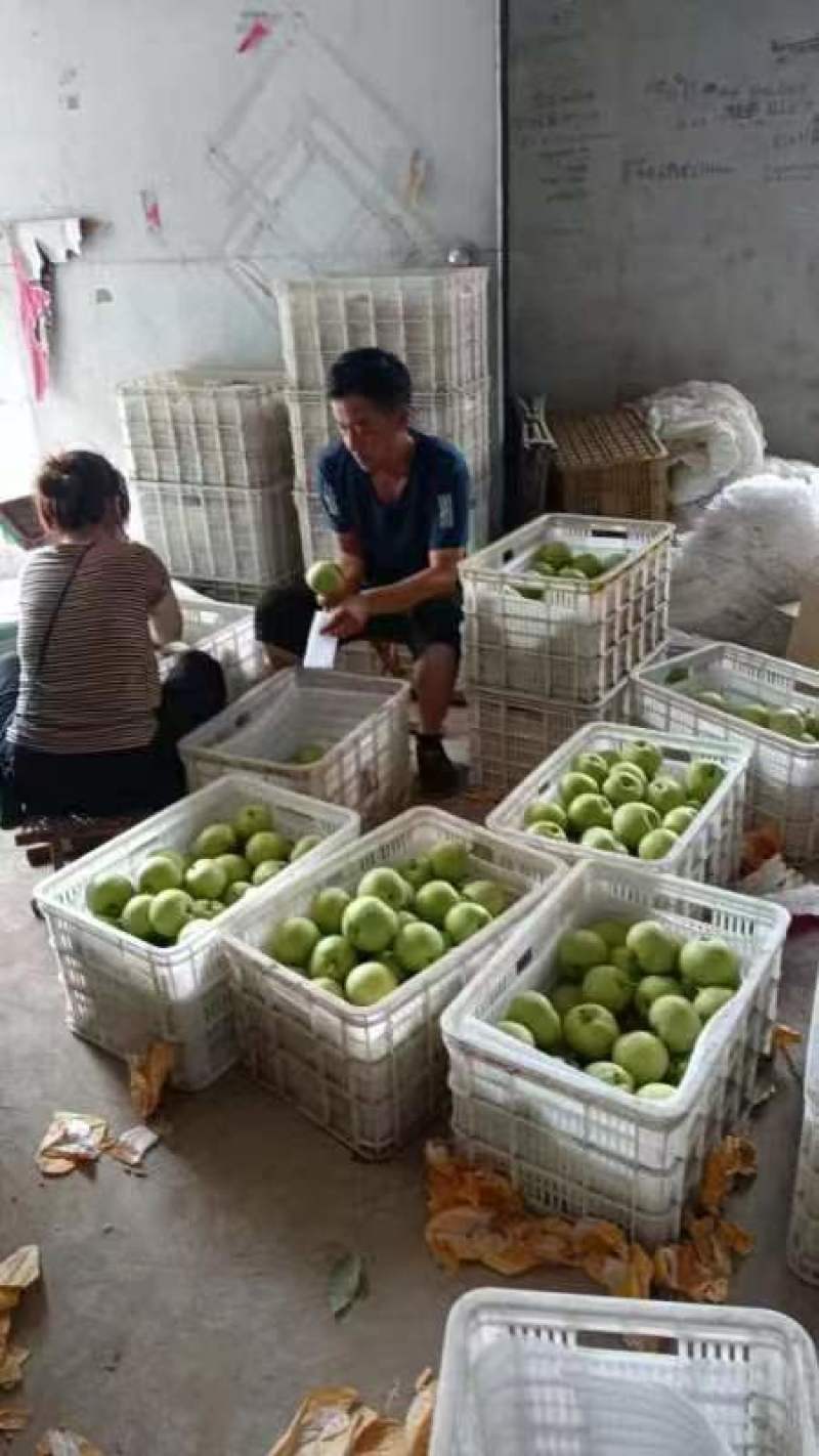 山东早熟梨绿宝石梨和白宝石梨，脆甜多汁，可视频看货