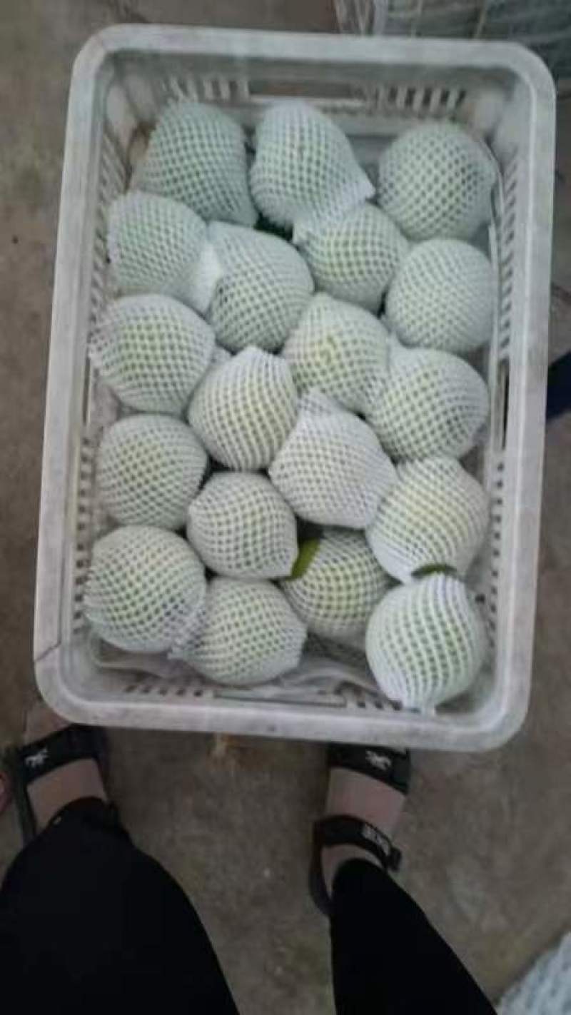 山东早熟梨绿宝石梨和白宝石梨，脆甜多汁，可视频看货