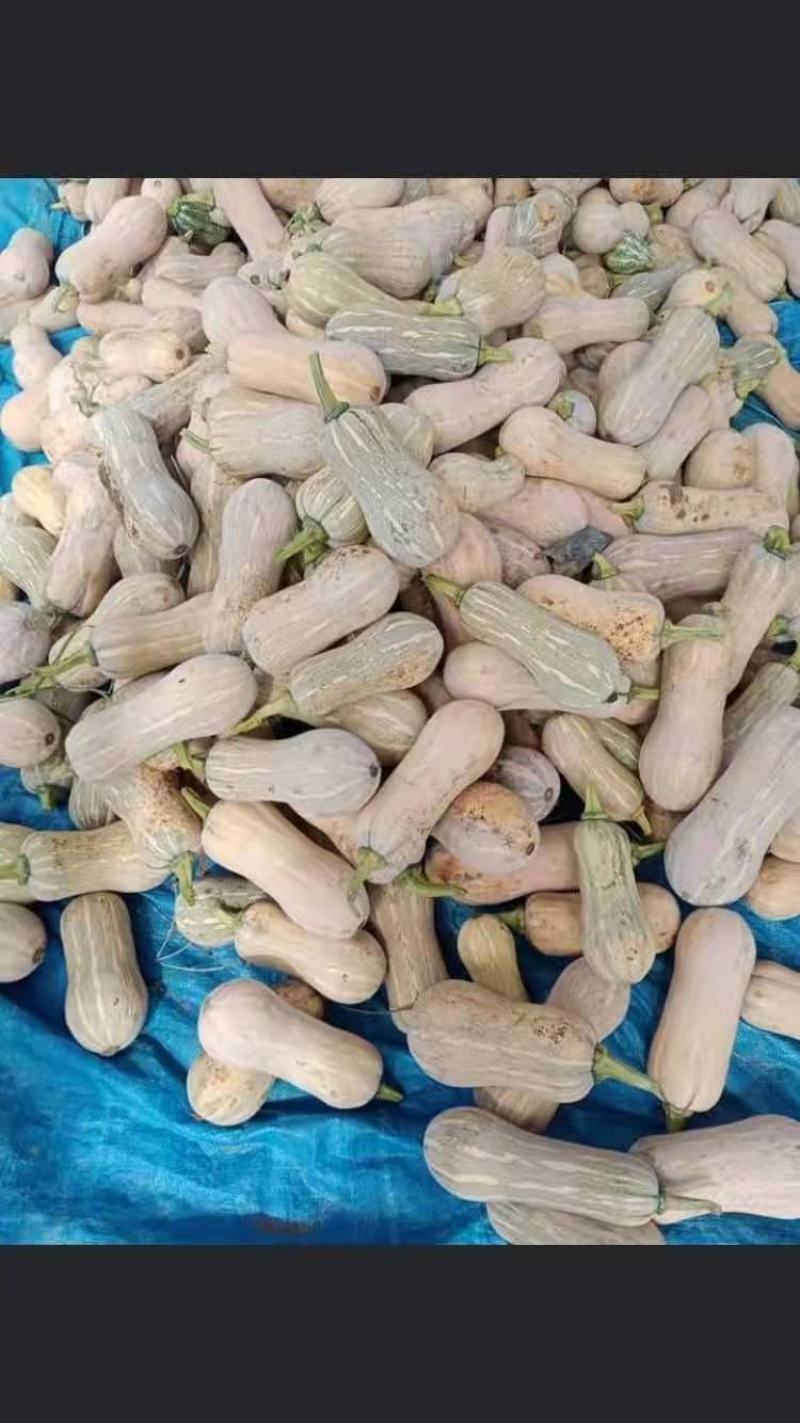 花生瓜，773南瓜，金香南瓜，金韩，出口越南