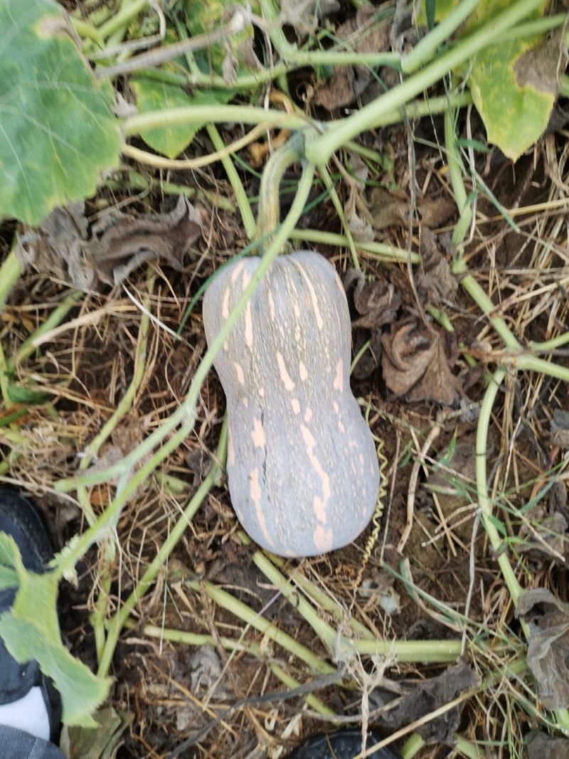 花生瓜，773南瓜，金香南瓜，金韩，出口越南