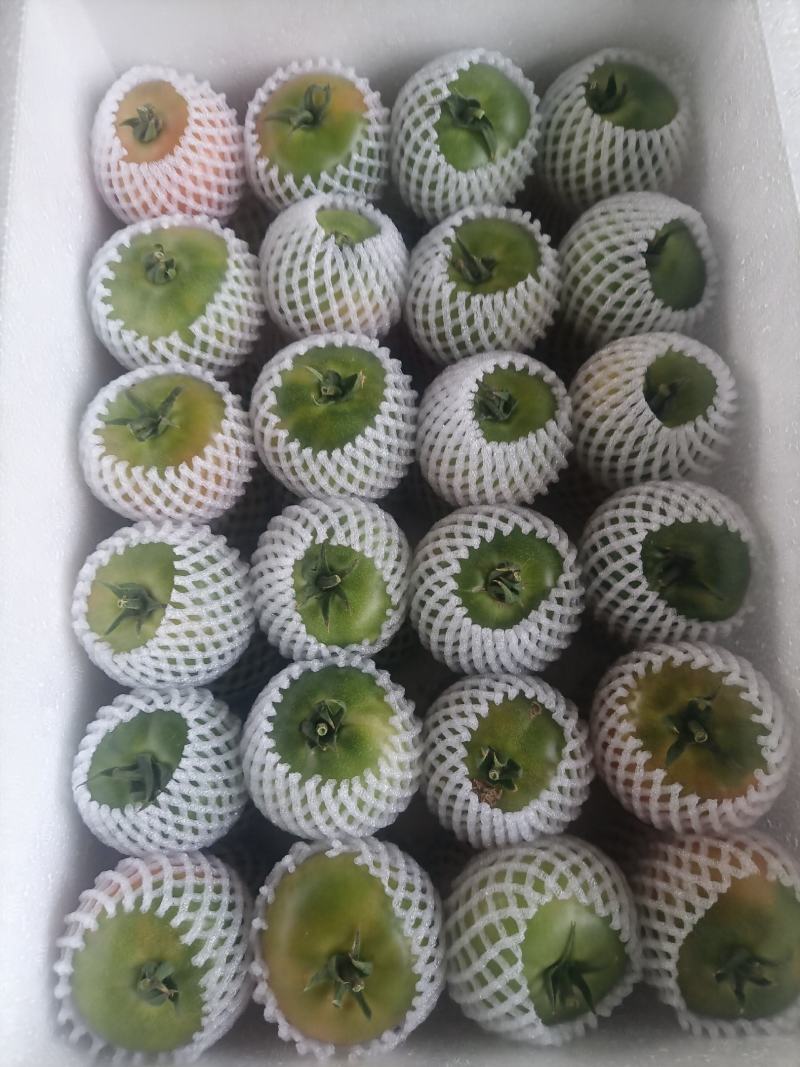 铁皮口感绿顶小番茄，价格优惠，产地大量发货，欢迎合作