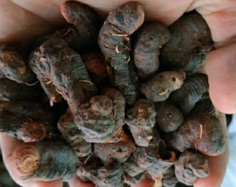 真品推荐特级甘肃产纯正野生紫参正品拳参草河车包邮纯干新货