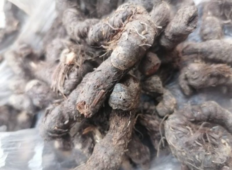 真品推荐特级甘肃产纯正野生紫参正品拳参草河车包邮纯干新货