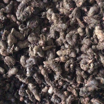 真品推荐特级甘肃产纯正野生紫参正品拳参草河车包邮纯干新货
