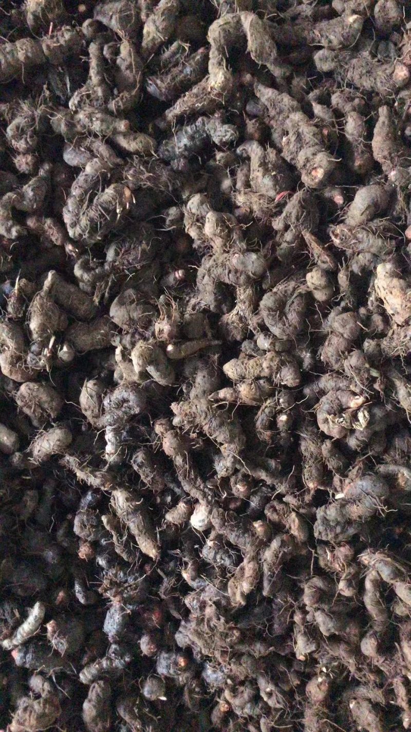 真品推荐特级甘肃产纯正野生紫参正品拳参草河车包邮纯干新货