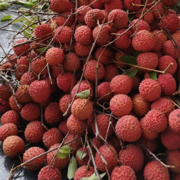 广东桂味