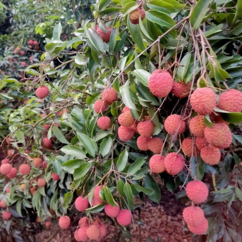 广东桂味