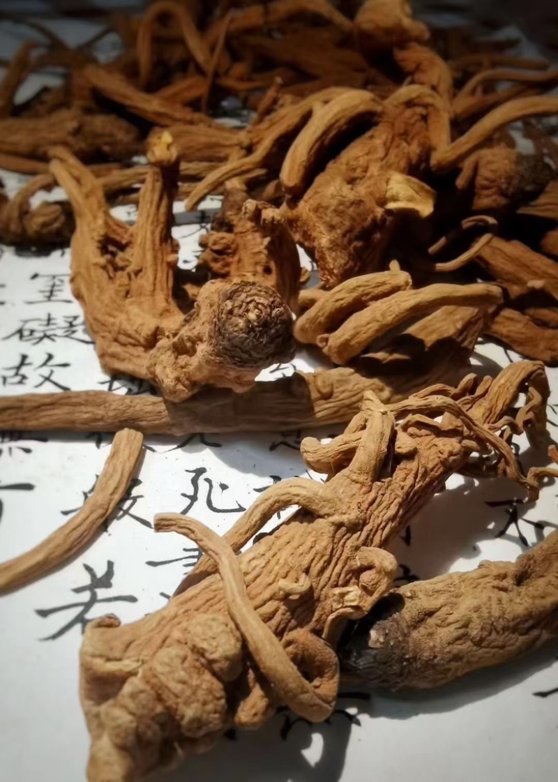 云南野生当归，产地直发品质保证货源充足欢迎来电