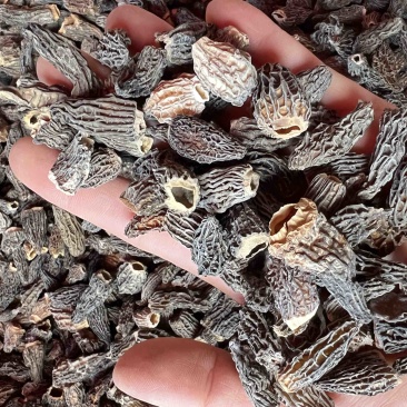 仿野生羊肚菌，云南特产，产地直发欢迎来电咨询订购
