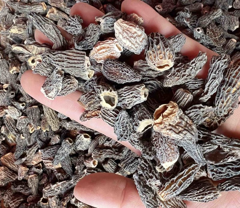 仿野生羊肚菌，云南特产，产地直发欢迎来电咨询订购