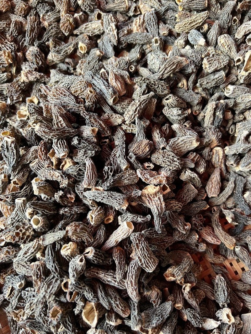 仿野生羊肚菌，云南特产，产地直发欢迎来电咨询订购
