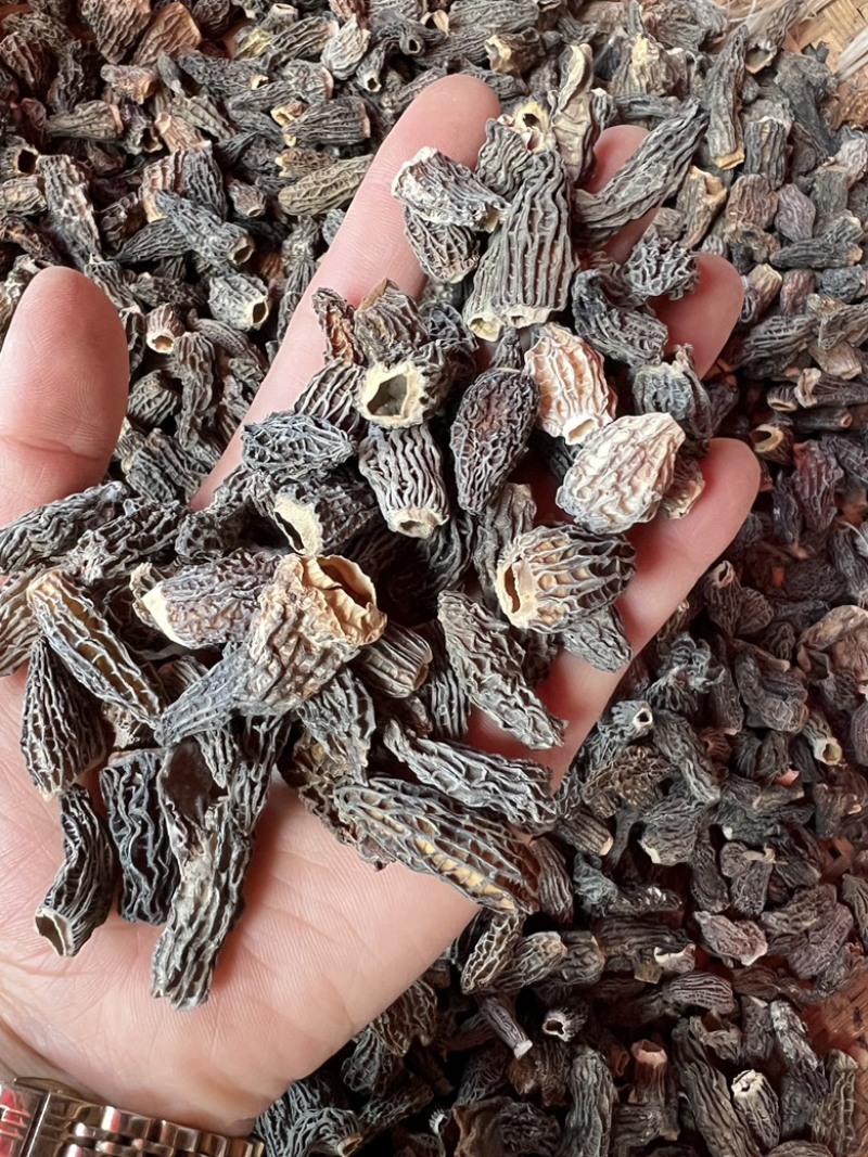 仿野生羊肚菌，云南特产，产地直发欢迎来电咨询订购