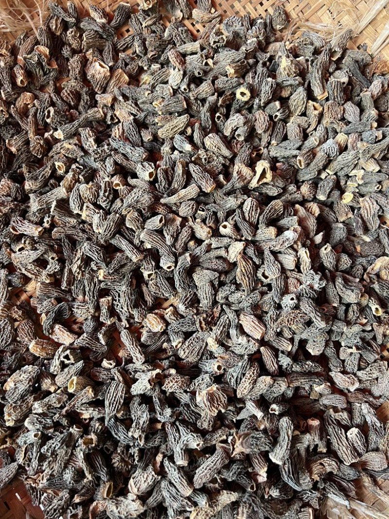 仿野生羊肚菌，云南特产，产地直发欢迎来电咨询订购