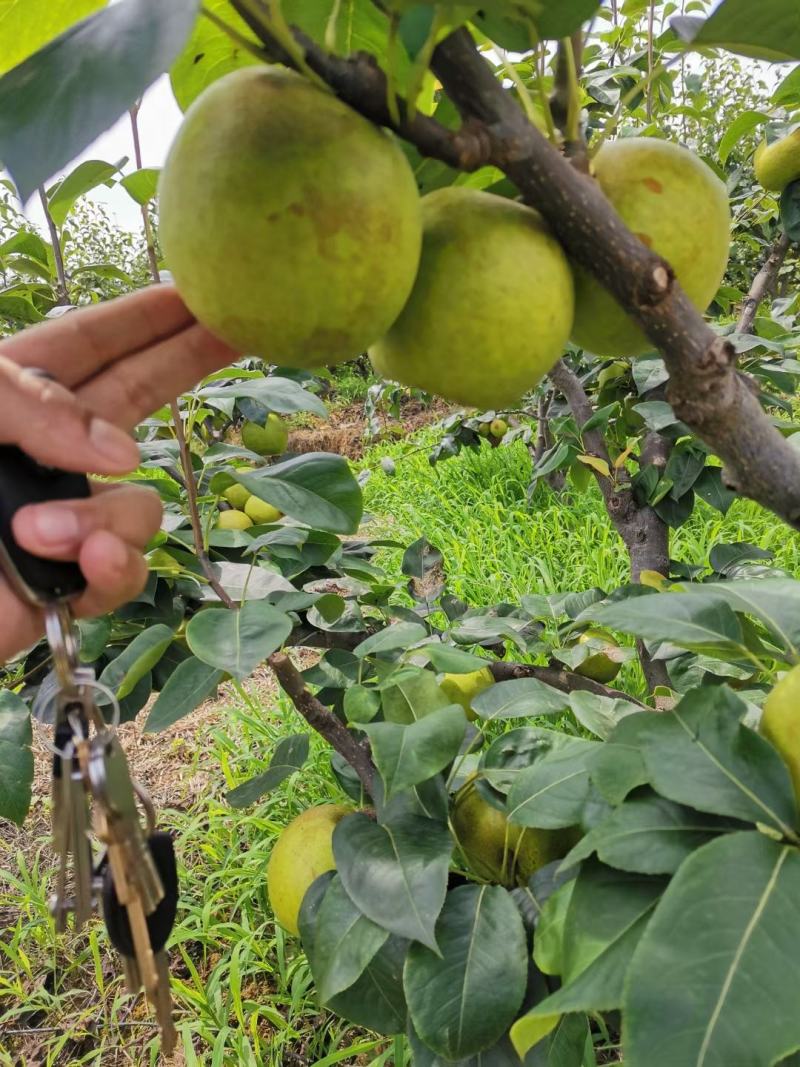 苍溪翠冠梨大量上市出货中👏👏👏👏