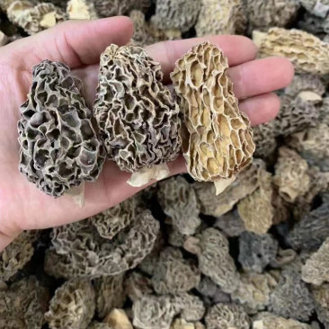 香格里拉野生羊肚菌，产地直发欢迎来电咨询采购