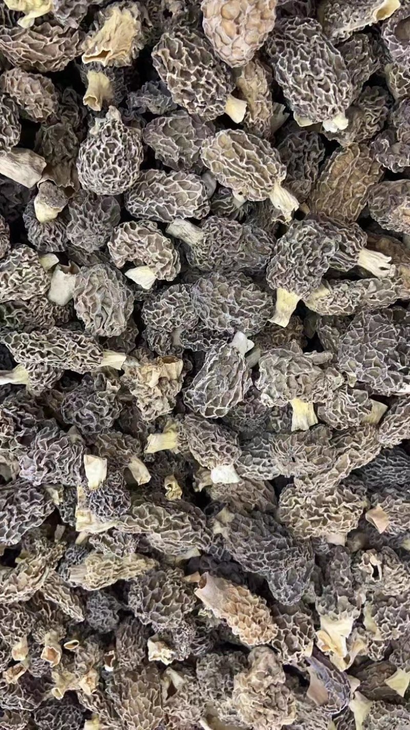 香格里拉野生羊肚菌，产地直发欢迎来电咨询采购