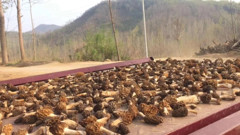 香格里拉野生羊肚菌，产地直发欢迎来电咨询采购