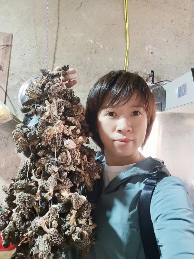 香格里拉野生羊肚菌，产地直发欢迎来电咨询采购