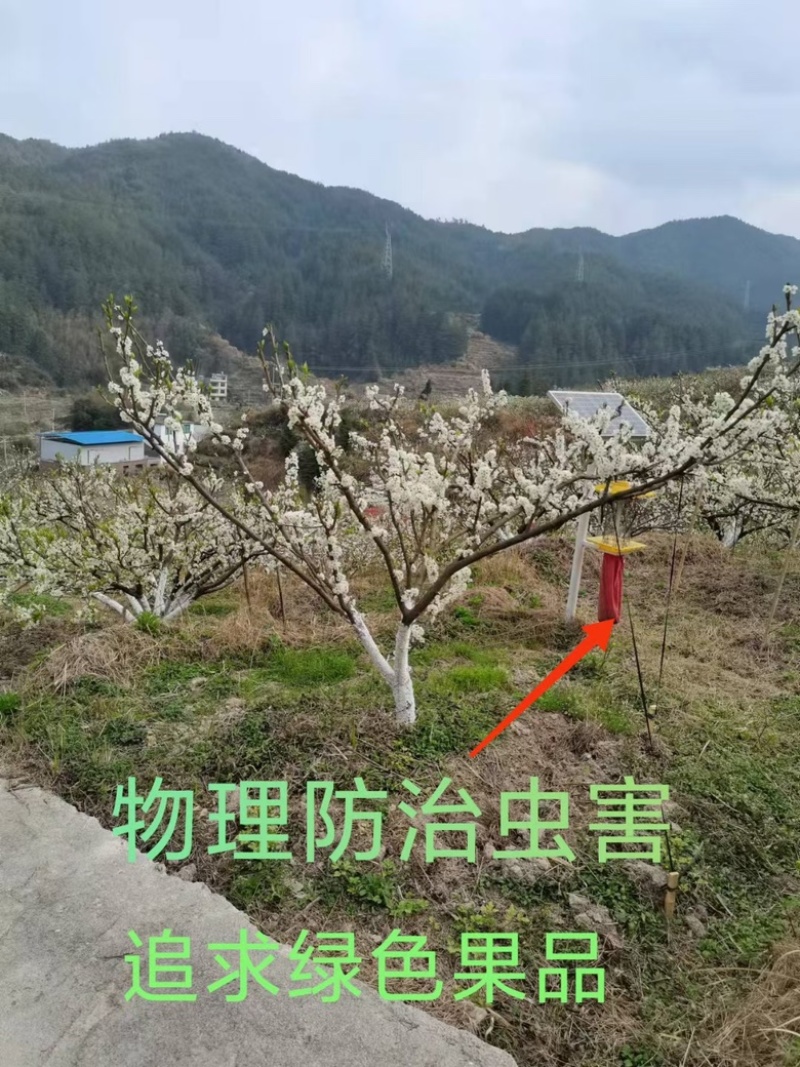 蜂糖奈李