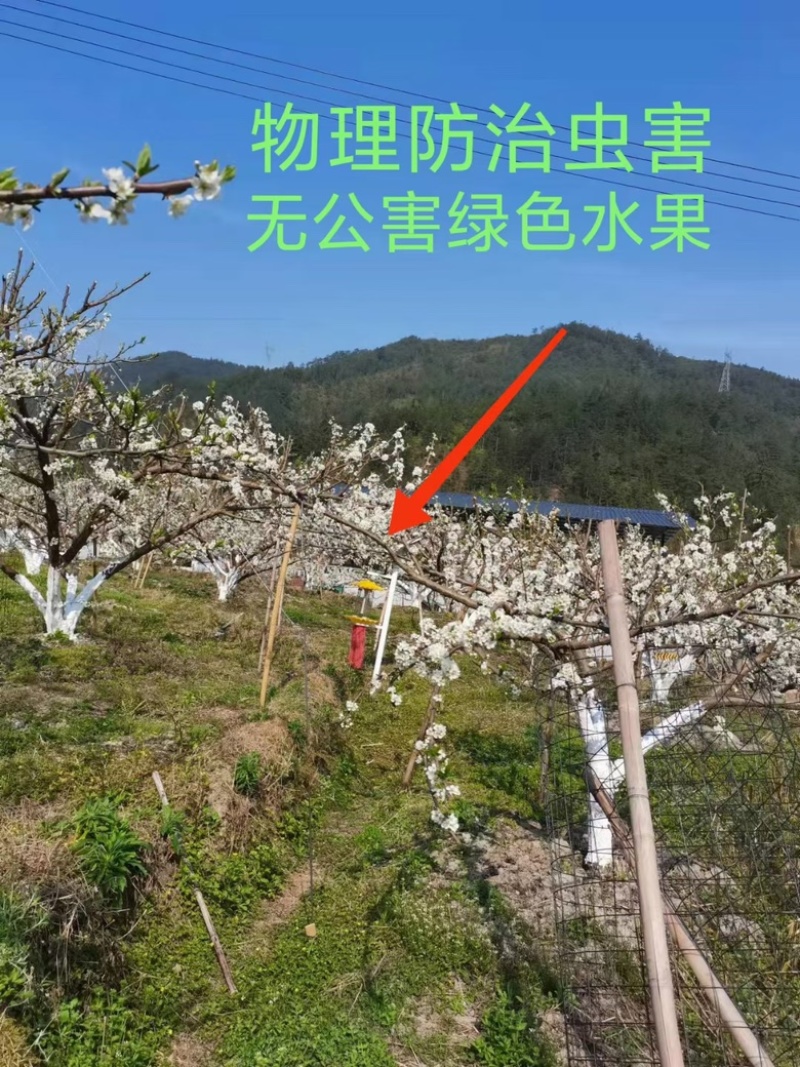 蜂糖奈李