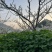 蜂糖奈李
