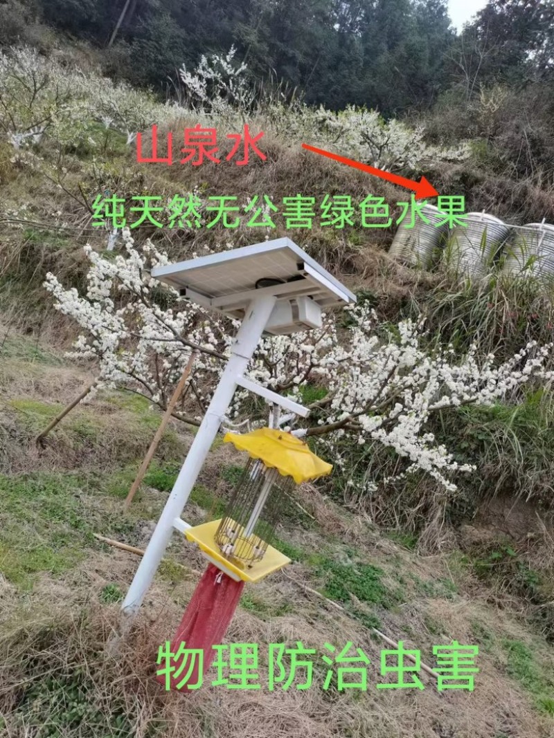 蜂糖奈李