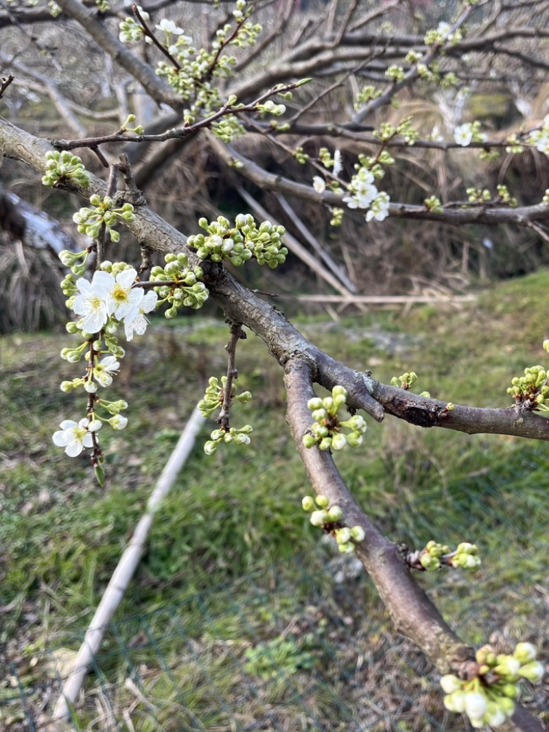 蜂糖奈李