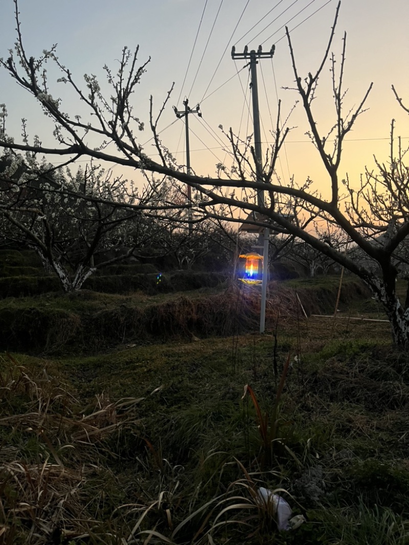 蜂糖奈李