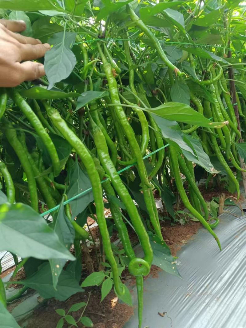 云南精品鲜辣椒二荆条辣椒，产地直采直销，货源稳定供应