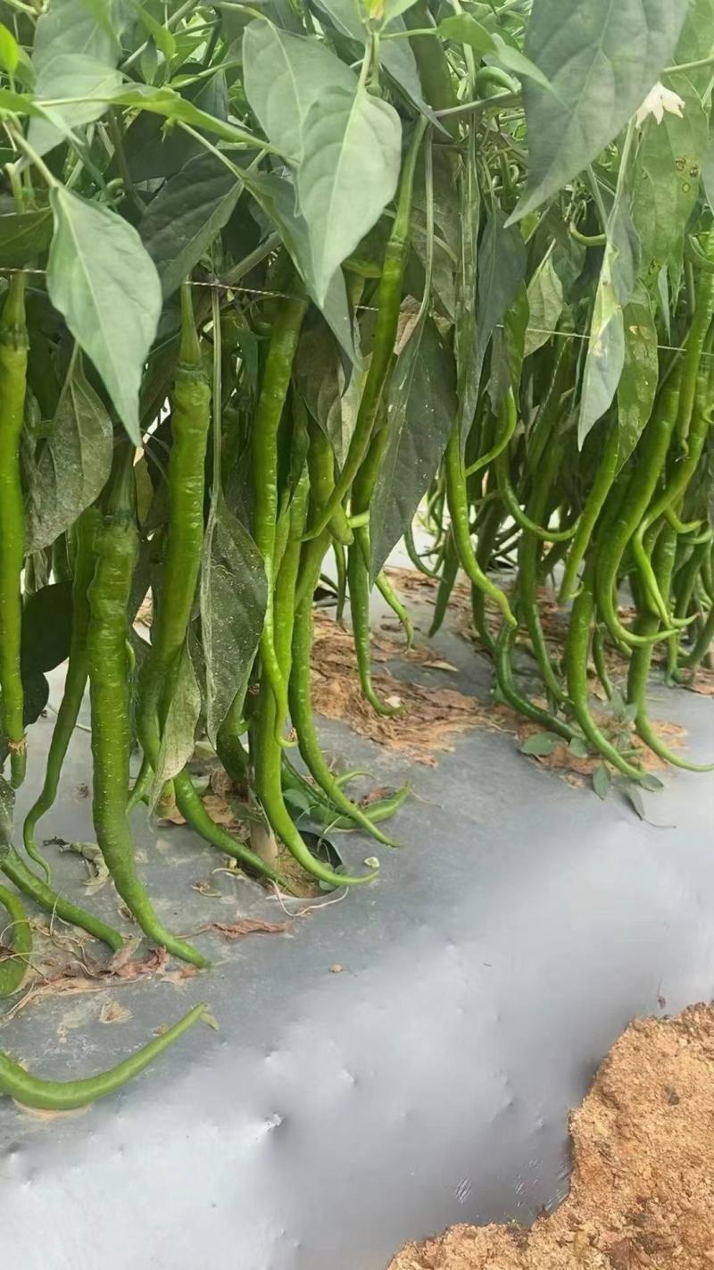 云南精品鲜辣椒二荆条辣椒，产地直采直销，货源稳定供应