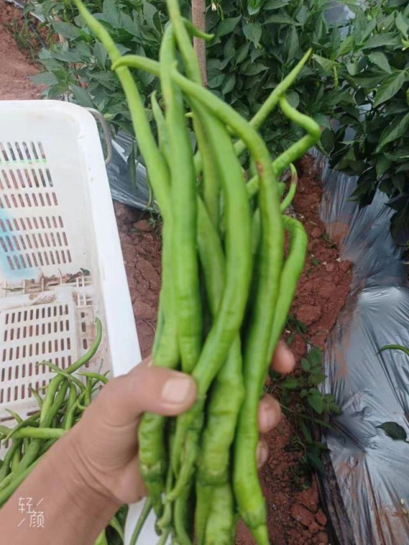 云南精品鲜辣椒二荆条辣椒，产地直采直销，货源稳定供应