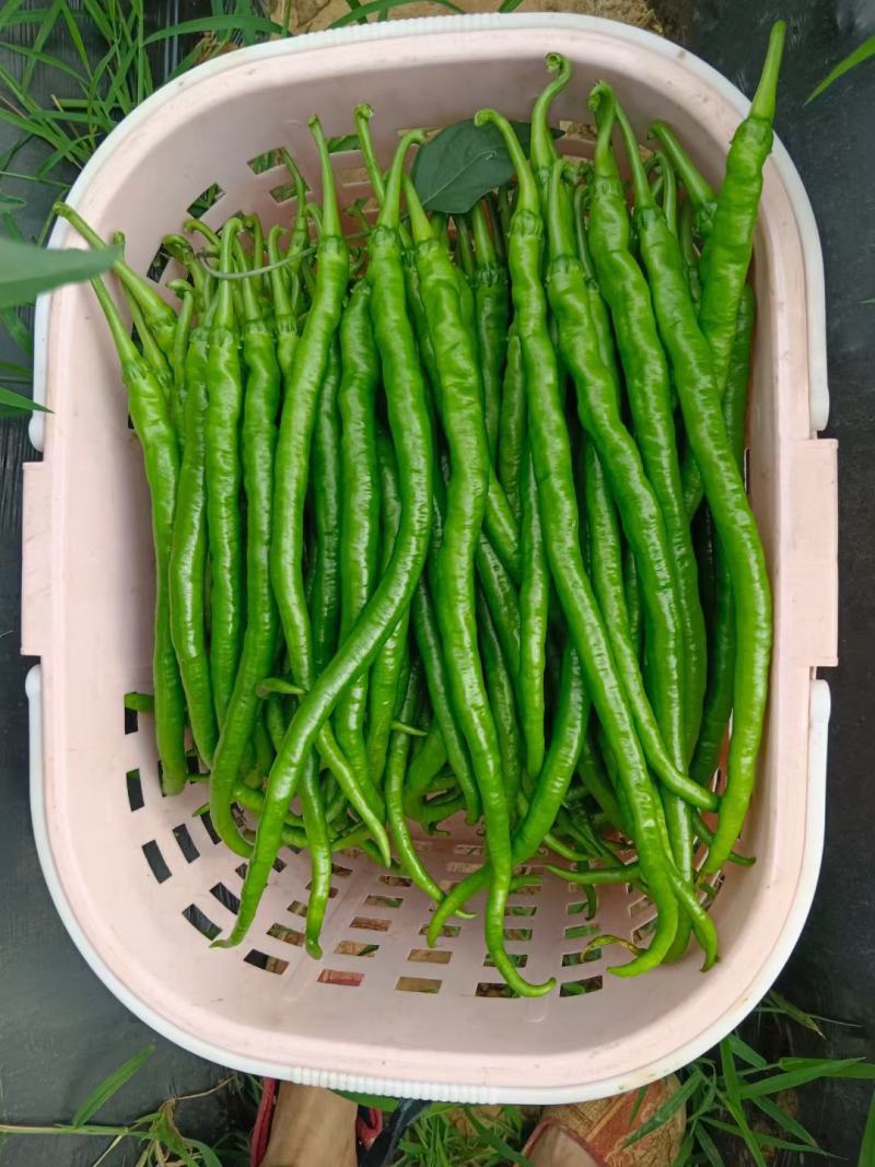 云南精品鲜辣椒二荆条辣椒，产地直采直销，货源稳定供应