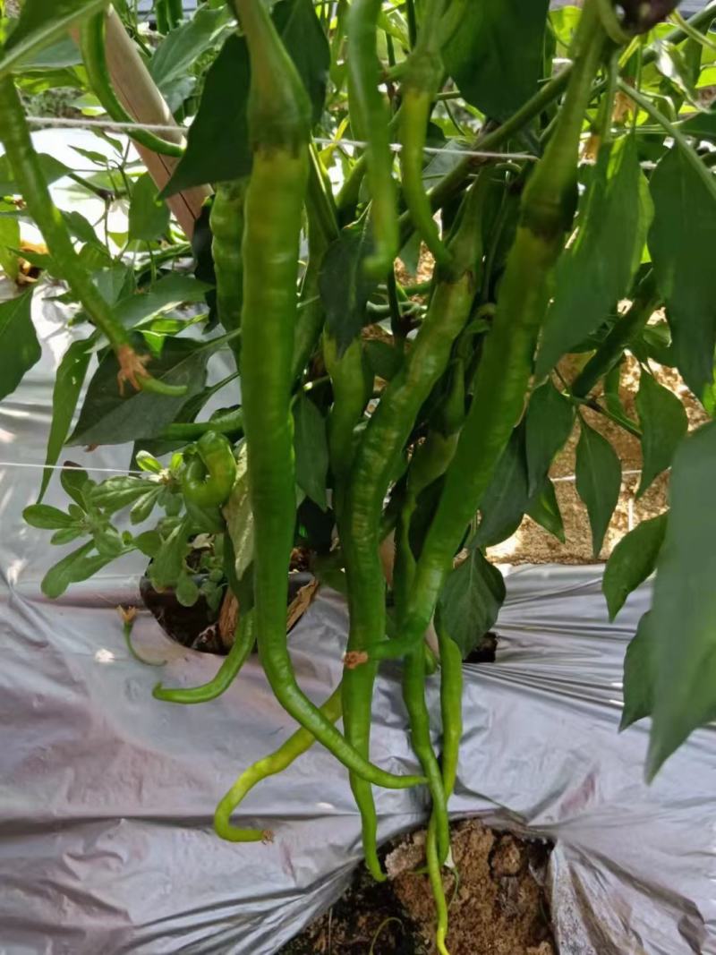 云南精品鲜辣椒二荆条辣椒，产地直采直销，货源稳定供应