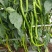云南精品鲜辣椒二荆条辣椒，产地直采直销，货源稳定供应