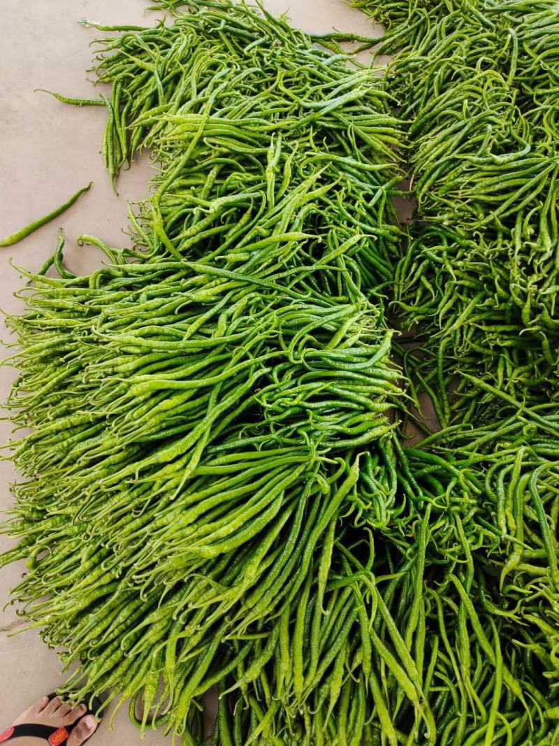 云南精品鲜辣椒二荆条辣椒，产地直采直销，货源稳定供应