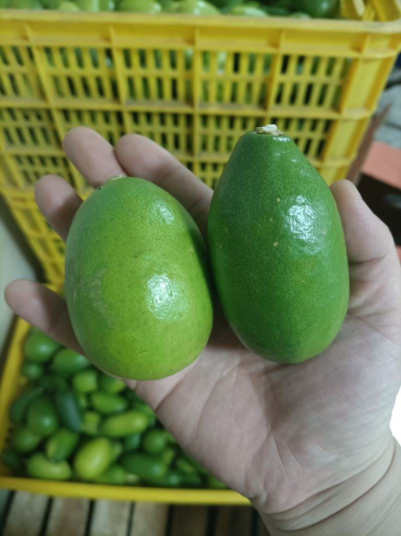 香水柠檬子弹头广东无籽香水