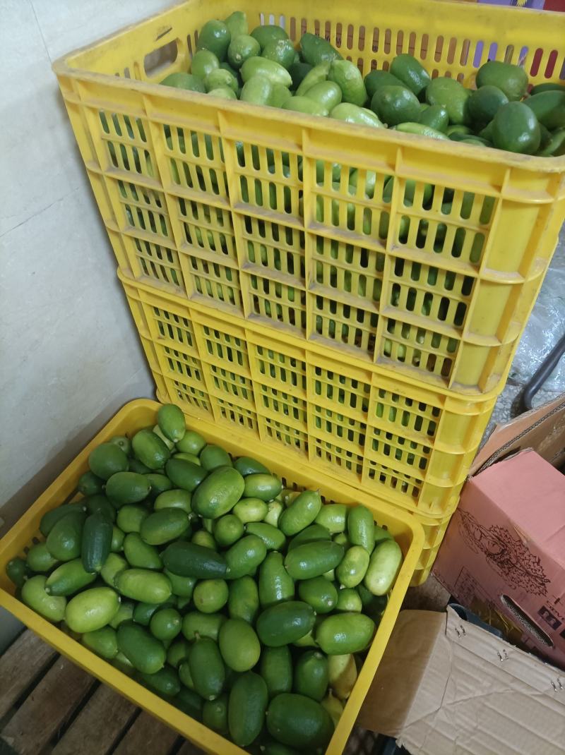 香水柠檬子弹头广东无籽香水